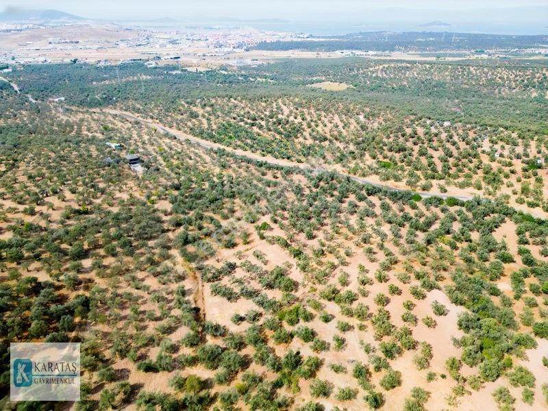 Ayvalık Otogara 1 Km 2.255 M2 Müstakil Zeytinlik — fotoğraf 10