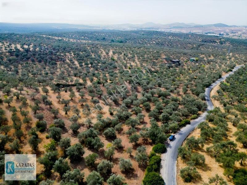 Ayvalık Otogara 1 Km 2.255 M2 Müstakil Zeytinlik — fotoğraf 11