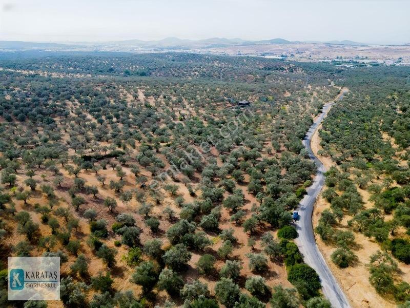 Ayvalık Otogara 1 Km 2.255 M2 Müstakil Zeytinlik — fotoğraf 12