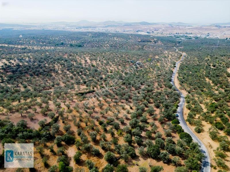 Ayvalık Otogara 1 Km 2.255 M2 Müstakil Zeytinlik — fotoğraf 13