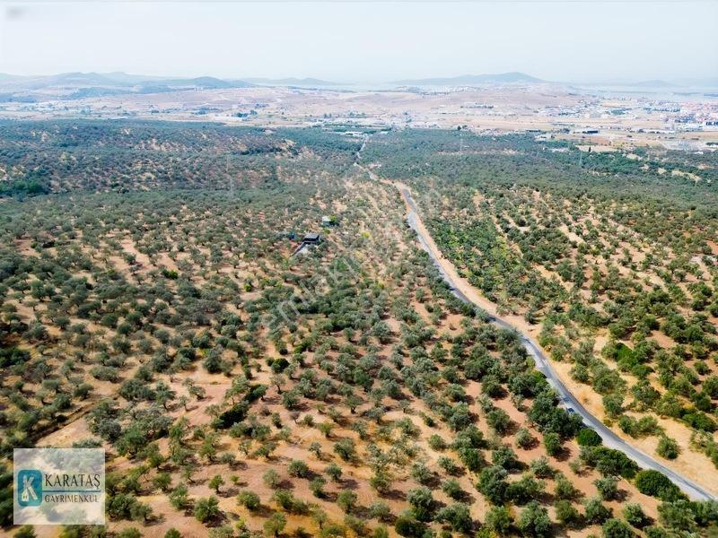 Ayvalık Otogara 1 Km 2.255 M2 Müstakil Zeytinlik — fotoğraf 14