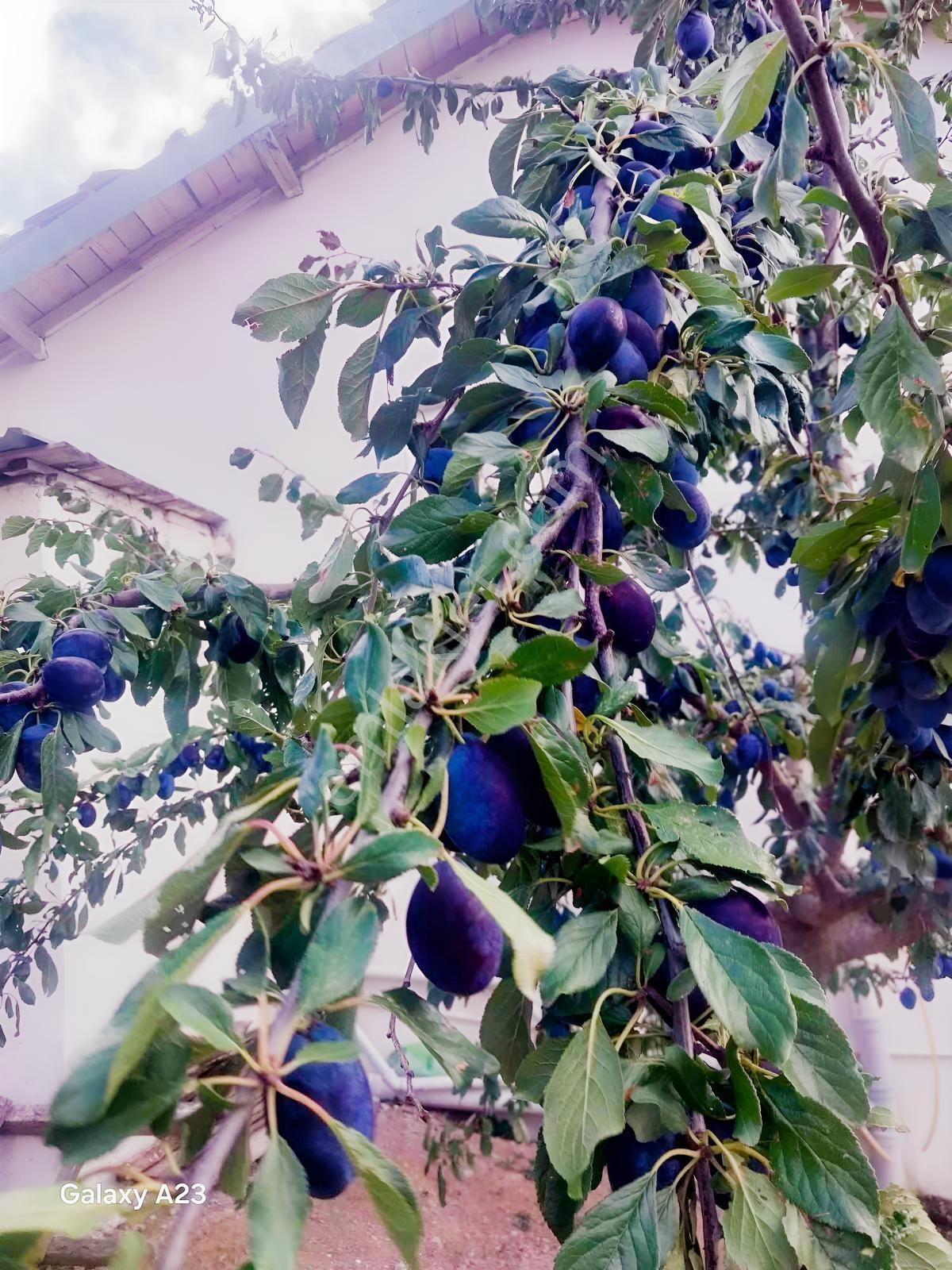 Balcity-balya Danişment'te Tek Tapulu 115 M2 Yazlık Müstakil Ev — fotoğraf 20