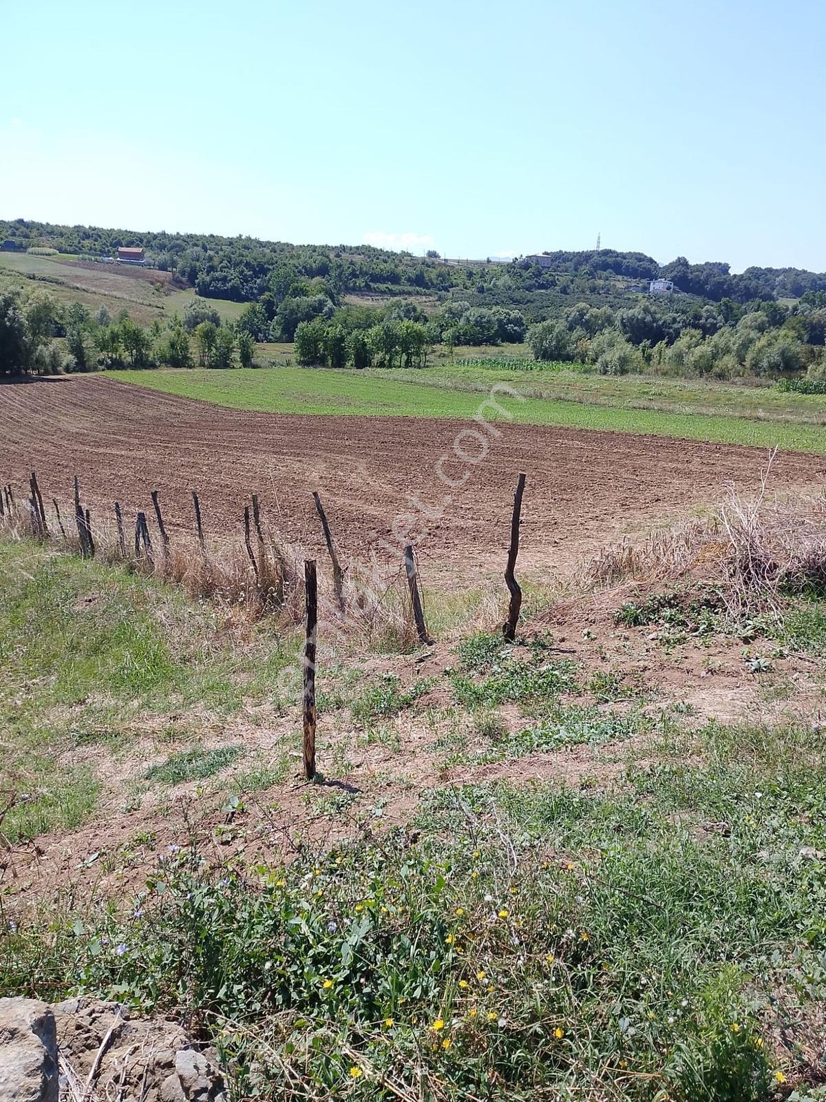 Bafra Lengerlide Yatırımlık Satılık Tarla — fotoğraf 2