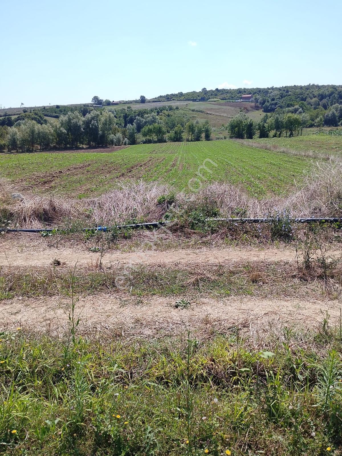Bafra Lengerlide Yatırımlık Satılık Tarla — fotoğraf 3
