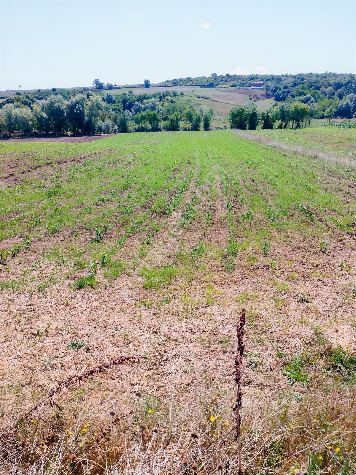 Bafra Lengerlide Yatırımlık Satılık Tarla — fotoğraf 6