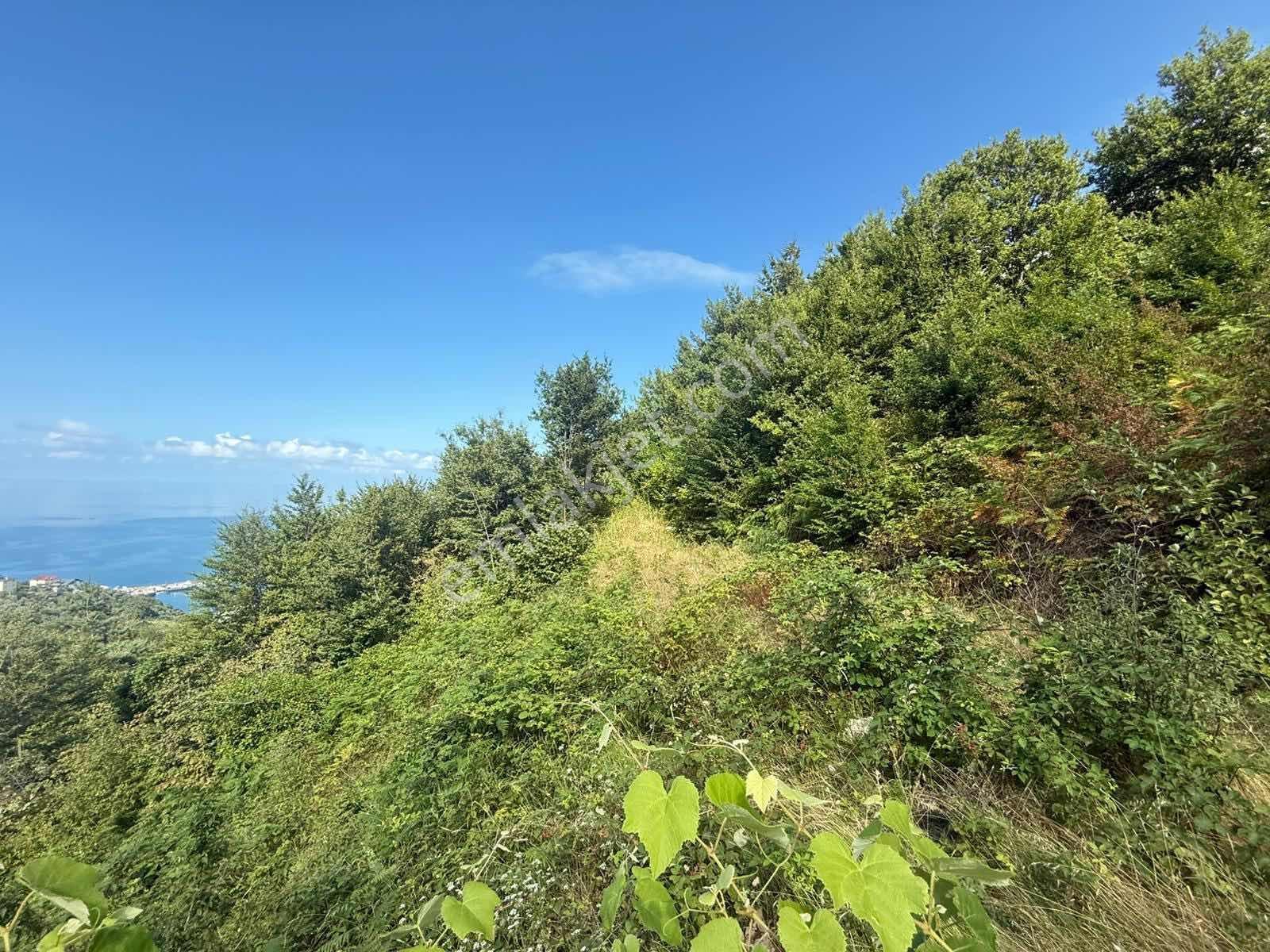 Trabzon Akçakale Manzaralı İmarlı Arsa Takasa Açık — fotoğraf 20