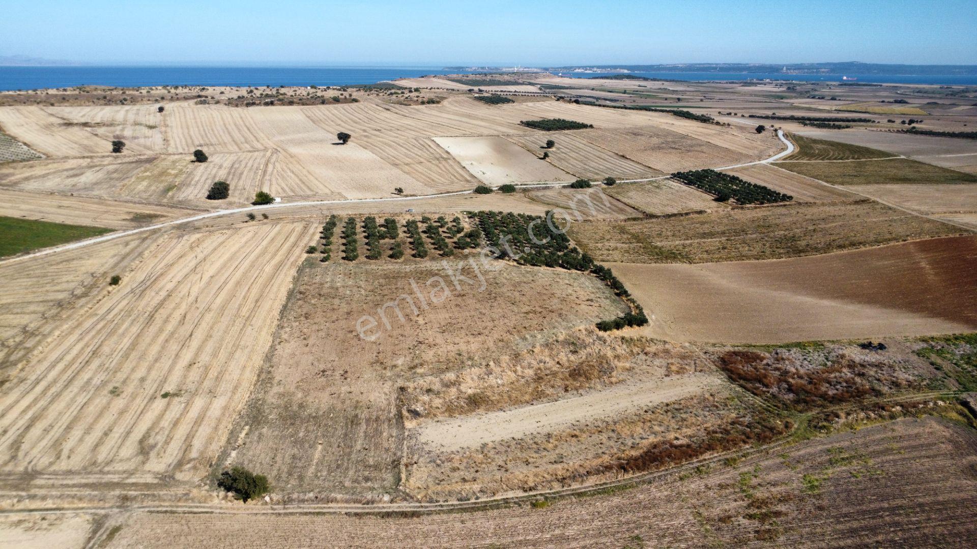 Kumkale'de 14.000 M2 İçinde Zeytin Olan Tarlamız Satılıktır — fotoğraf 2