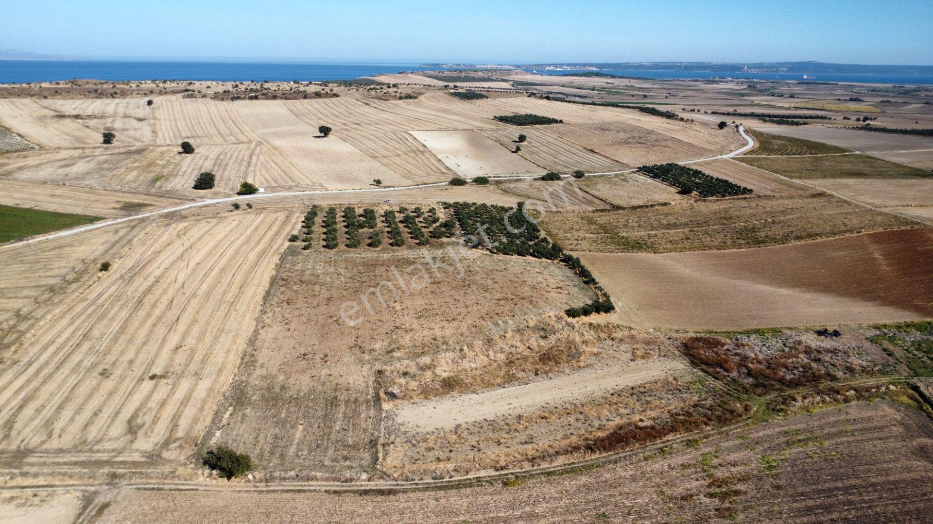 Kumkale'de 14.000 M2 İçinde Zeytin Olan Tarlamız Satılıktır — fotoğraf 3