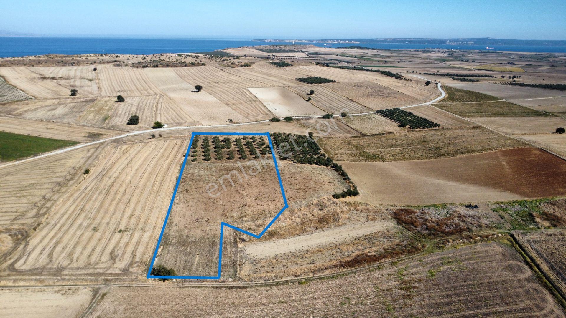 Kumkale'de 14.000 M2 İçinde Zeytin Olan Tarlamız Satılıktır — fotoğraf 4