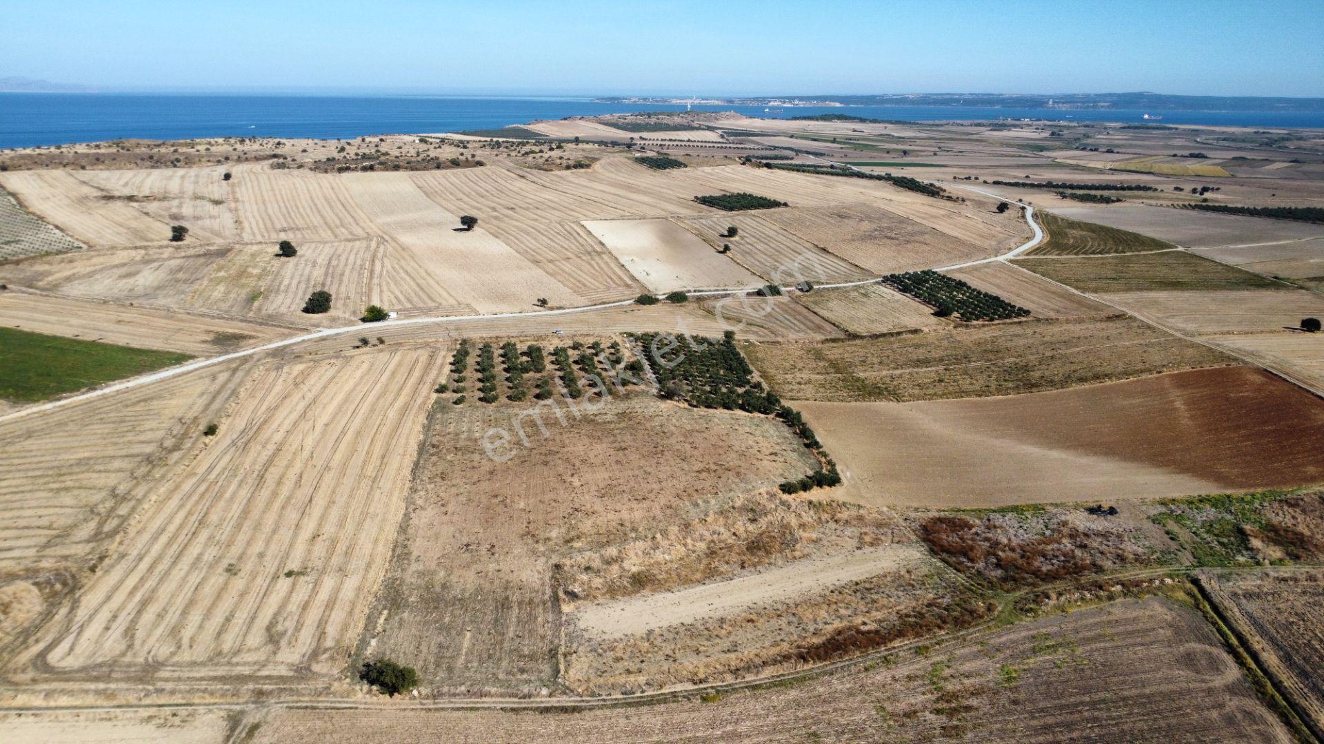 Kumkale'de 14.000 M2 İçinde Zeytin Olan Tarlamız Satılıktır — fotoğraf 5