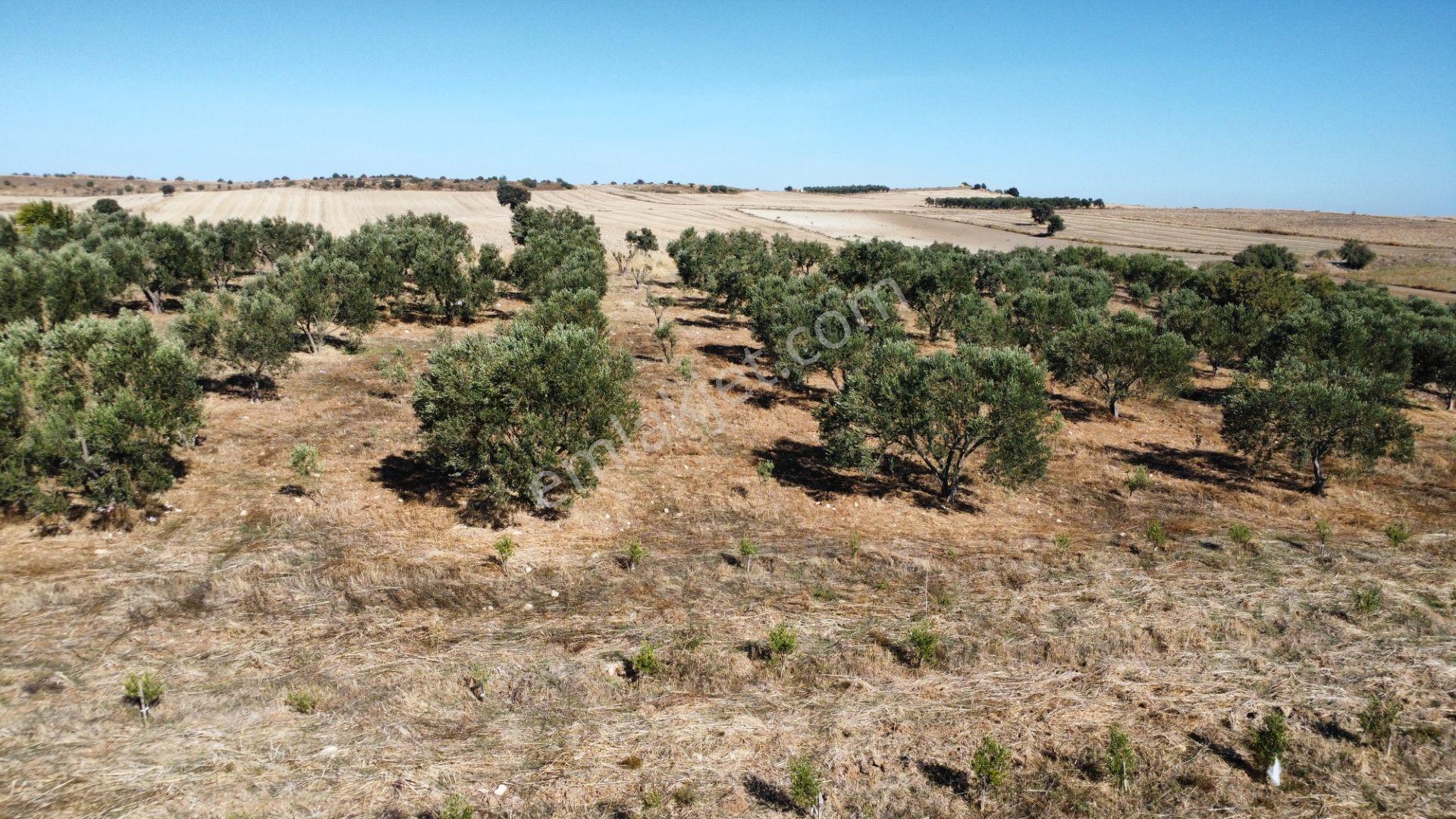 Kumkale'de 14.000 M2 İçinde Zeytin Olan Tarlamız Satılıktır — fotoğraf 6