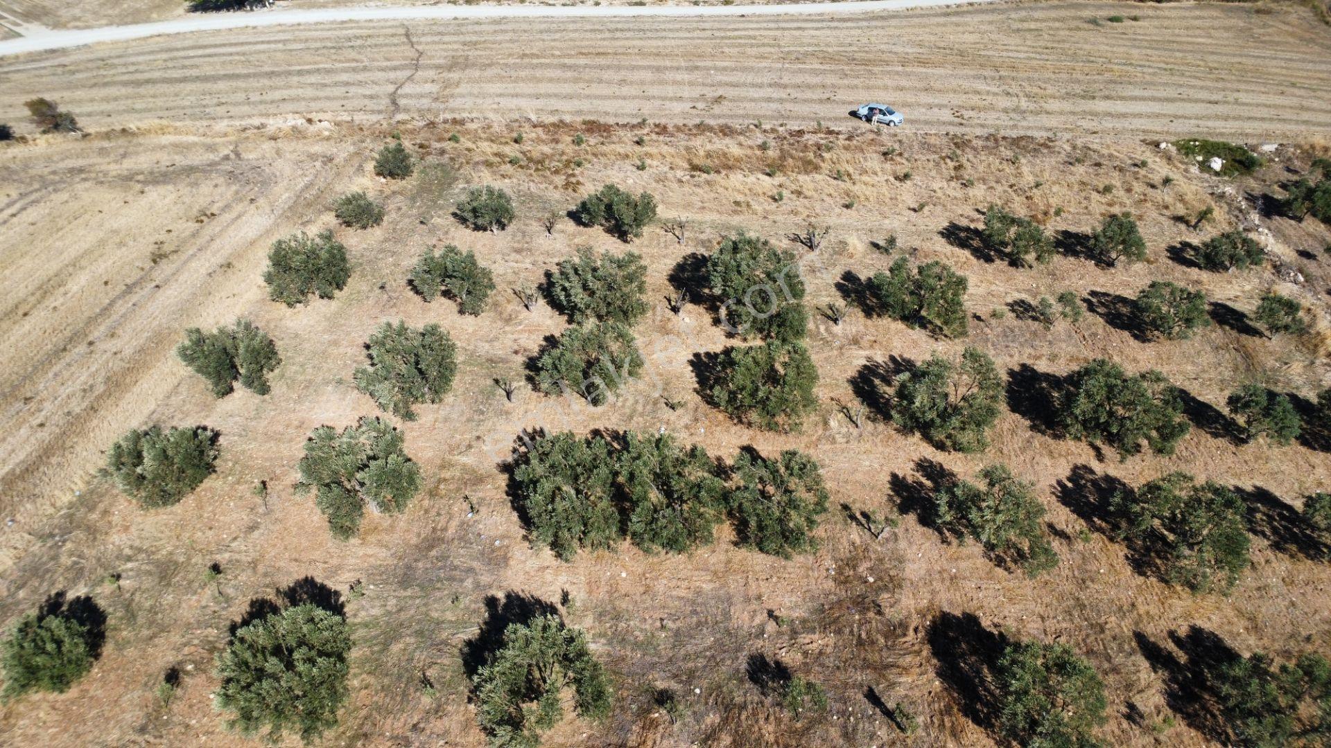 Kumkale'de 14.000 M2 İçinde Zeytin Olan Tarlamız Satılıktır — fotoğraf 7