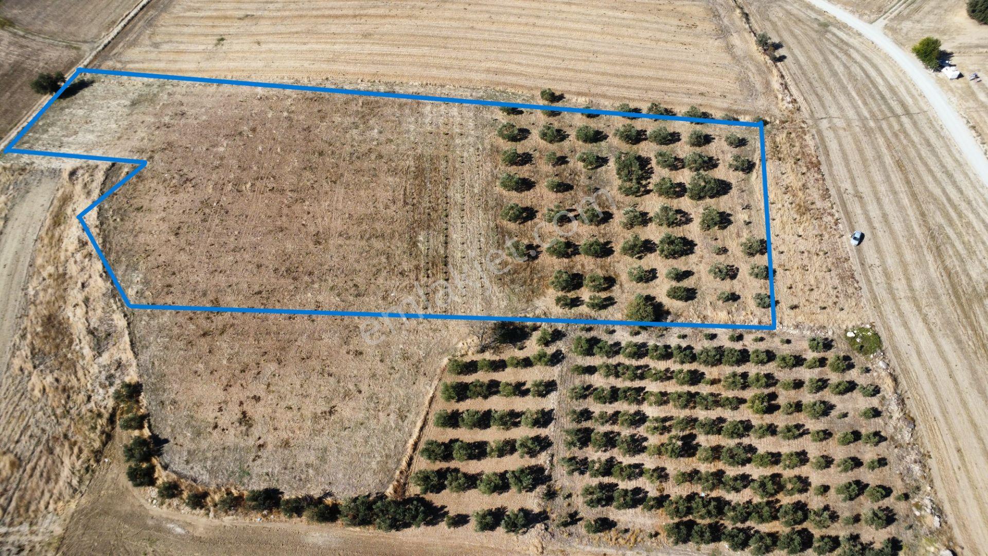 Kumkale'de 14.000 M2 İçinde Zeytin Olan Tarlamız Satılıktır — fotoğraf 8