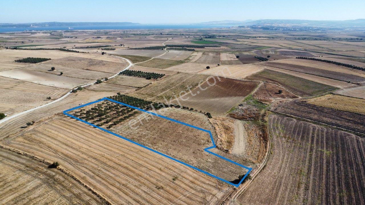 Kumkale'de 14.000 M2 İçinde Zeytin Olan Tarlamız Satılıktır — fotoğraf 9