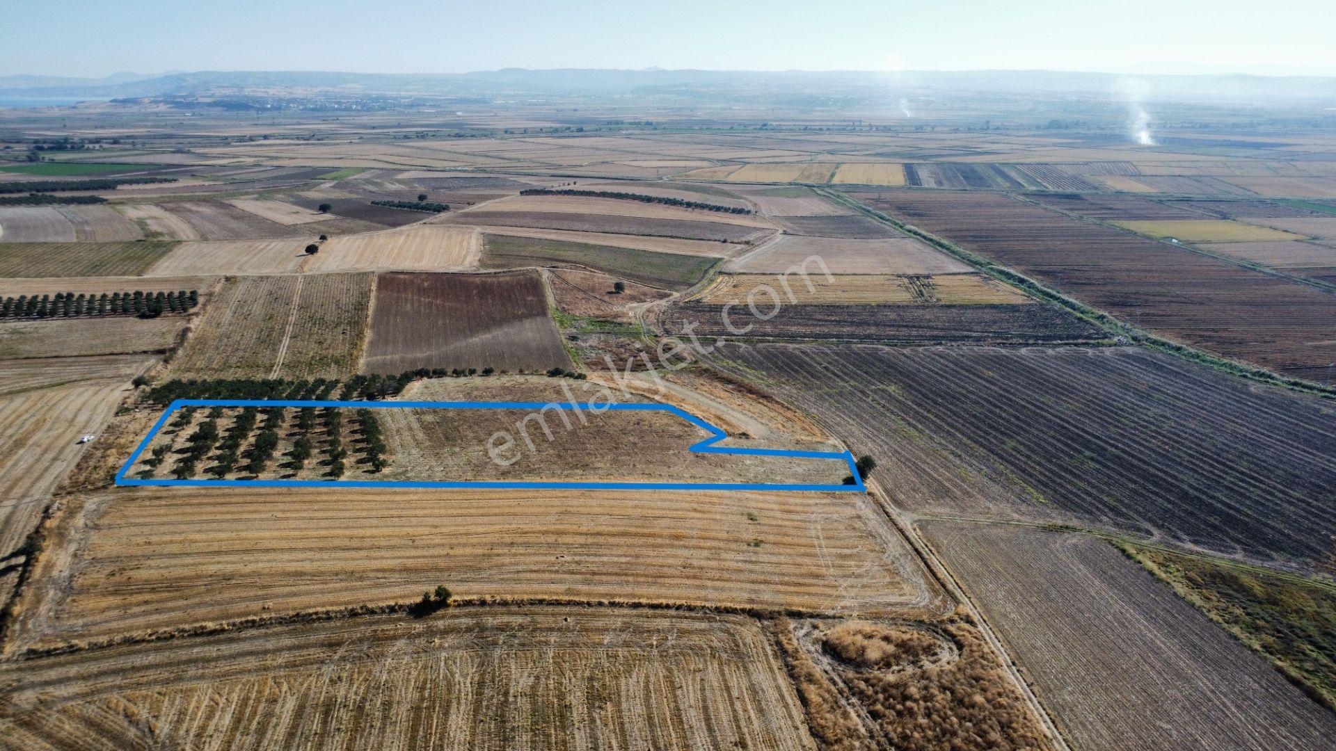 Kumkale'de 14.000 M2 İçinde Zeytin Olan Tarlamız Satılıktır — fotoğraf 10