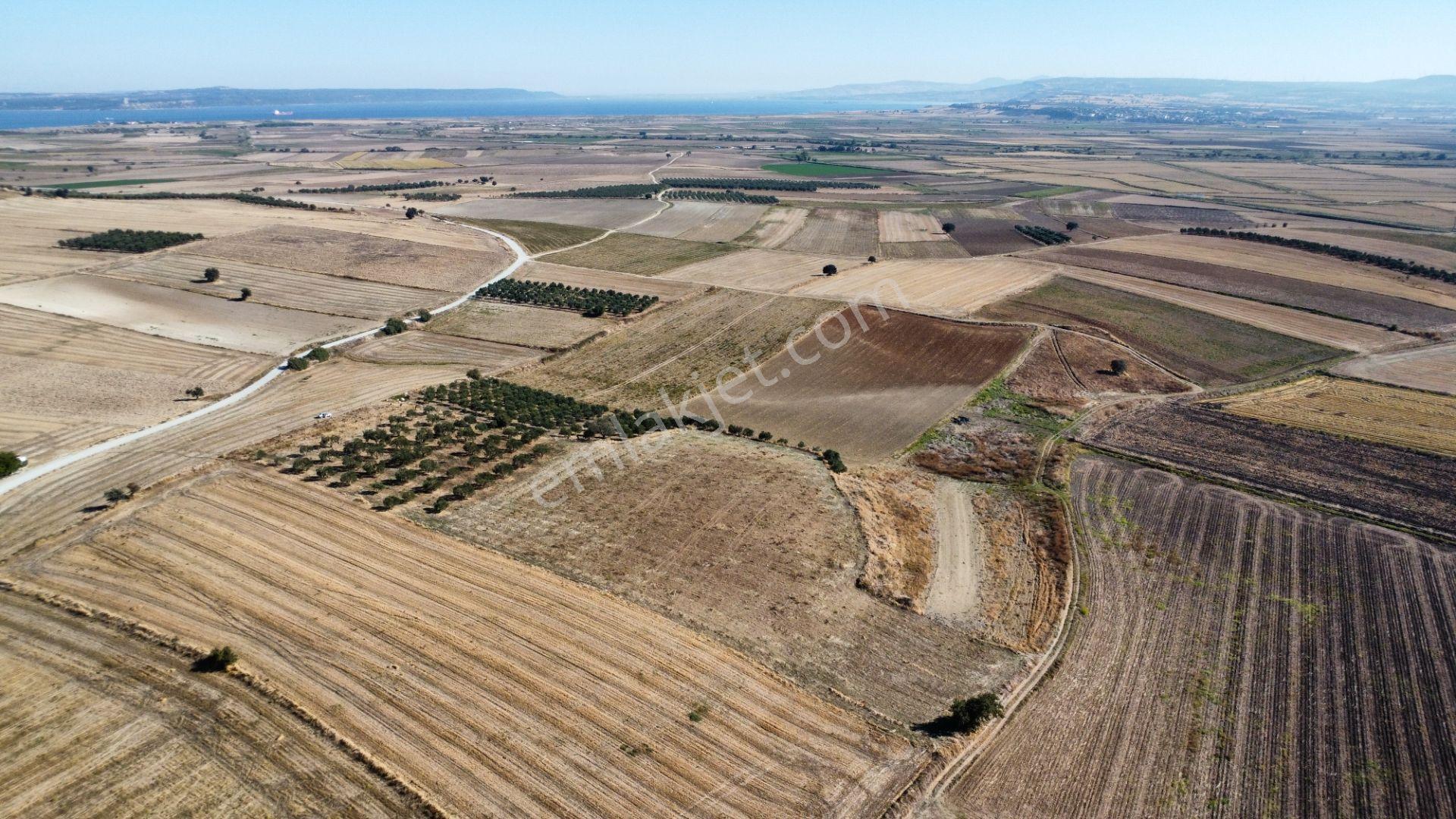 Kumkale'de 14.000 M2 İçinde Zeytin Olan Tarlamız Satılıktır — fotoğraf 11