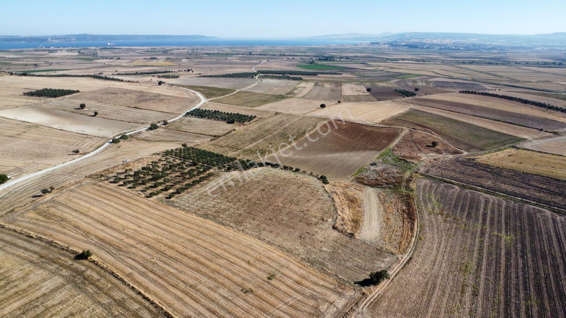 Kumkale'de 14.000 M2 İçinde Zeytin Olan Tarlamız Satılıktır — fotoğraf 12