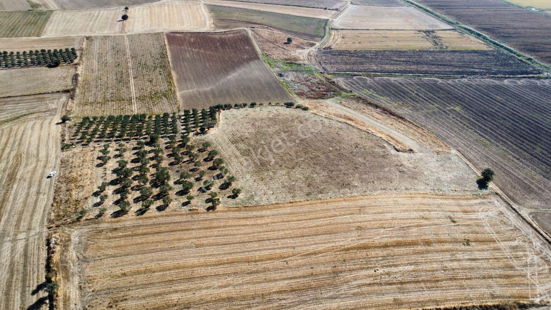 Kumkale'de 14.000 M2 İçinde Zeytin Olan Tarlamız Satılıktır — fotoğraf 17