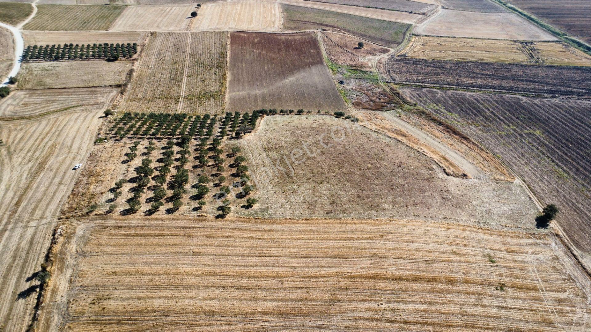 Kumkale'de 14.000 M2 İçinde Zeytin Olan Tarlamız Satılıktır — fotoğraf 19