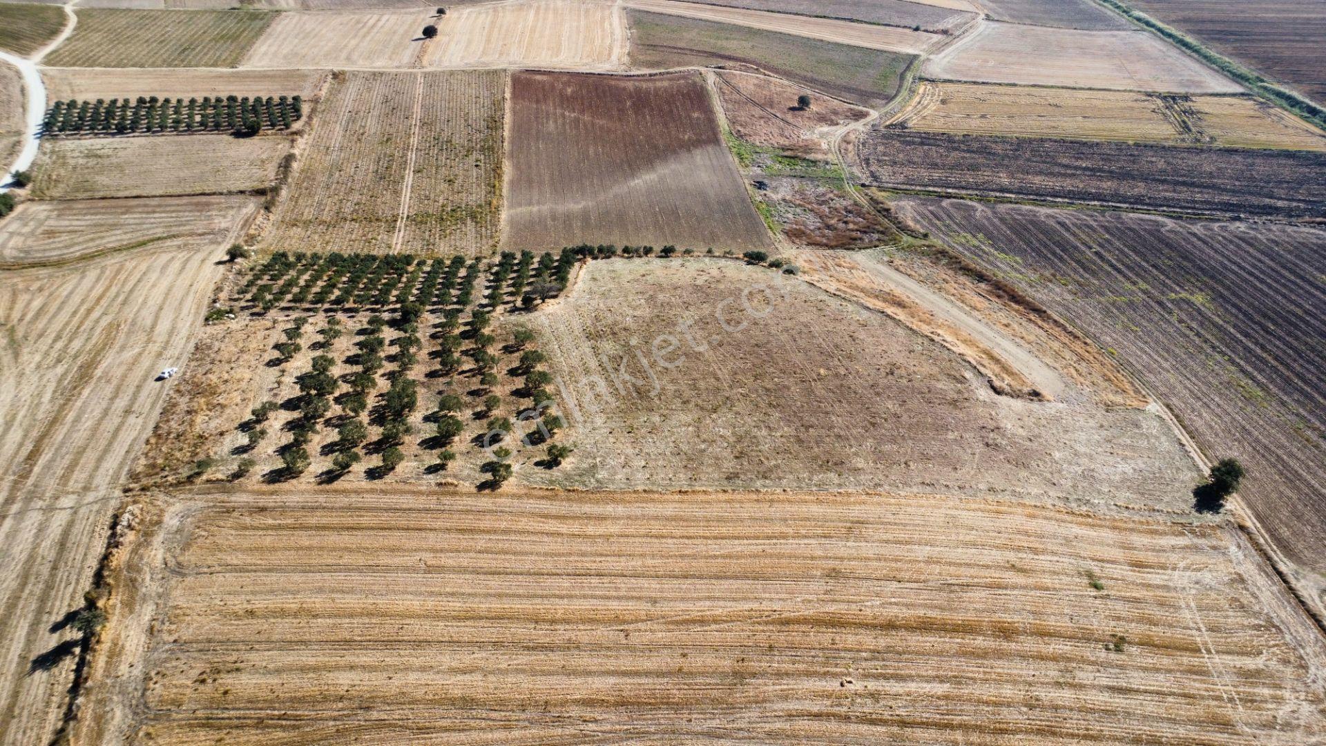 Kumkale'de 14.000 M2 İçinde Zeytin Olan Tarlamız Satılıktır — fotoğraf 20