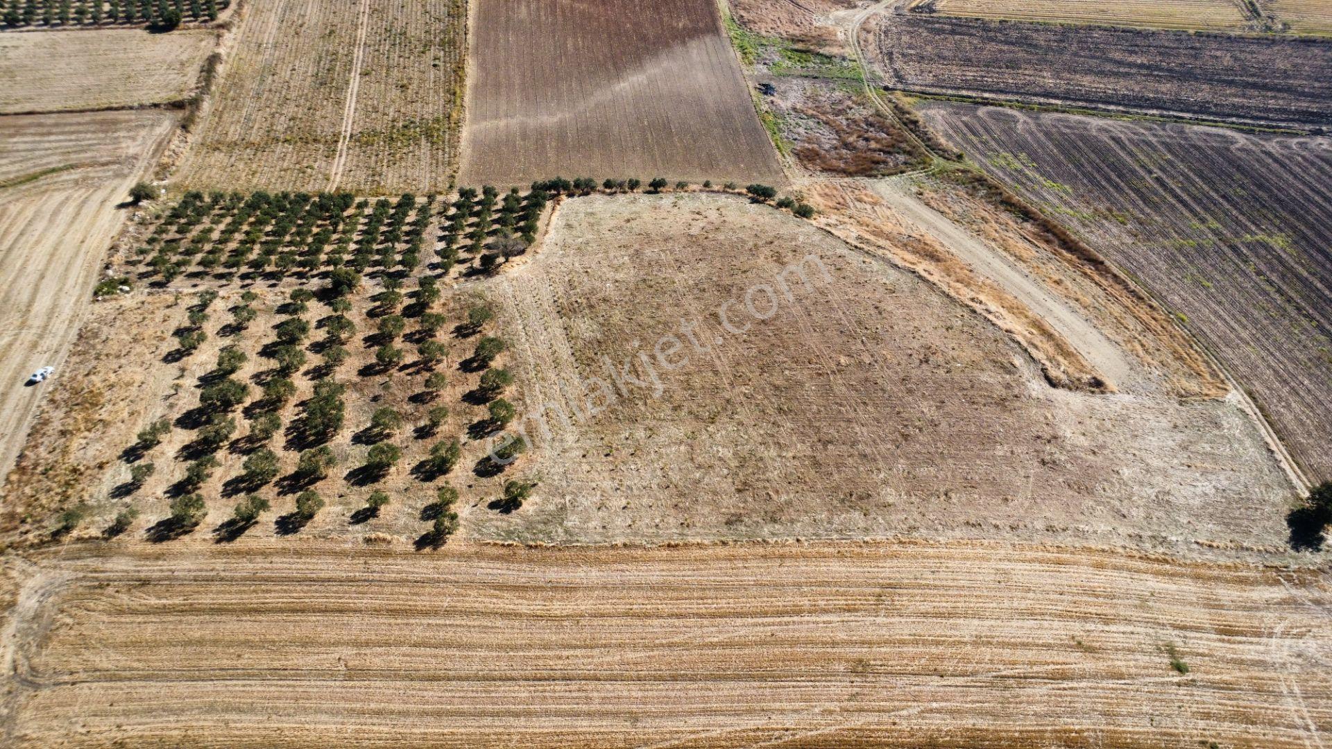 Kumkale'de 14.000 M2 İçinde Zeytin Olan Tarlamız Satılıktır — fotoğraf 21