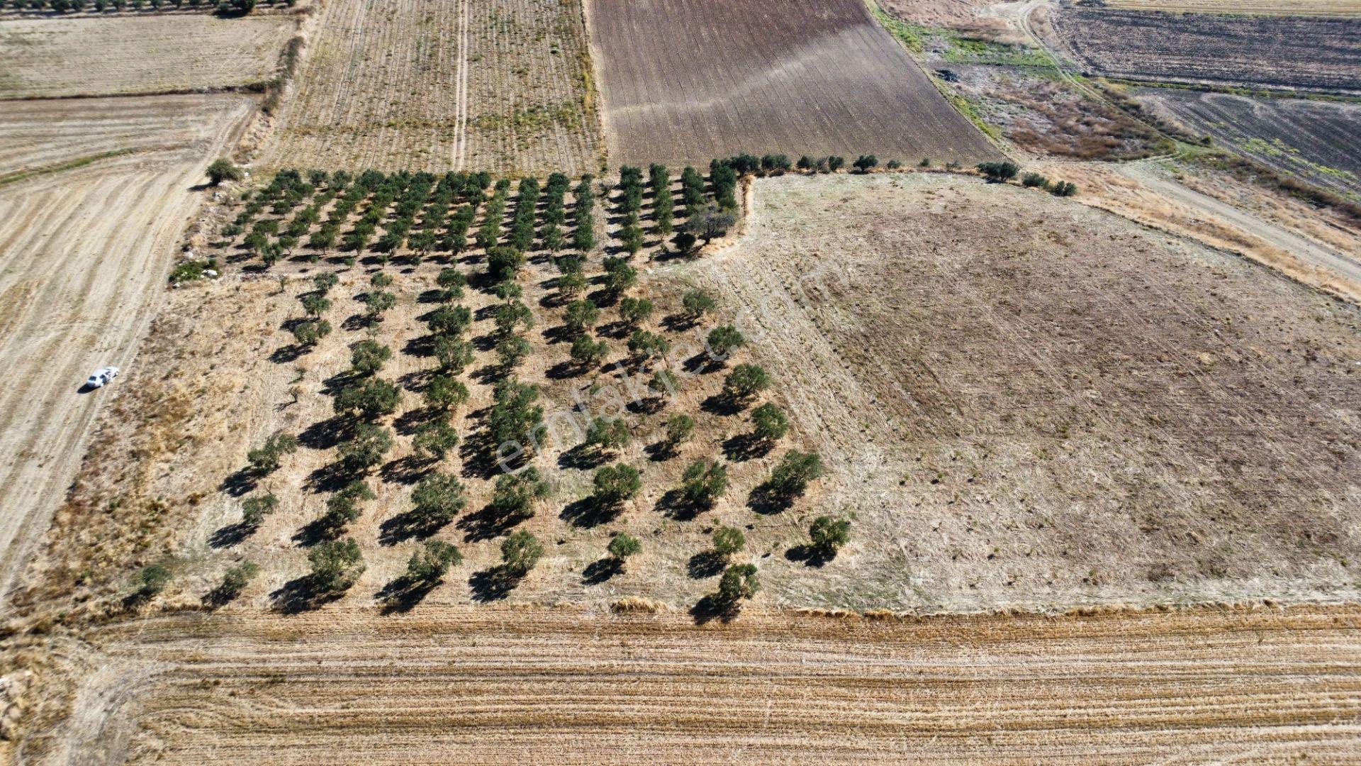 Kumkale'de 14.000 M2 İçinde Zeytin Olan Tarlamız Satılıktır — fotoğraf 22
