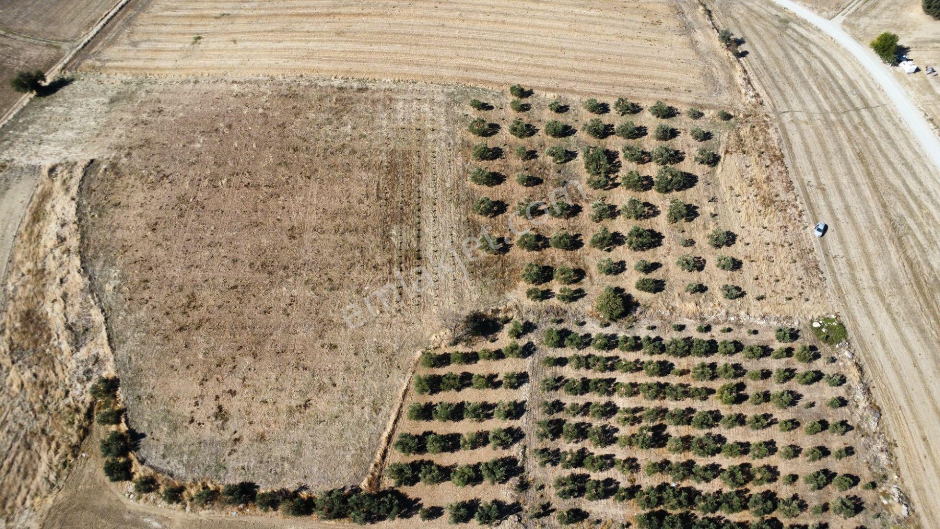 Kumkale'de 14.000 M2 İçinde Zeytin Olan Tarlamız Satılıktır — fotoğraf 23