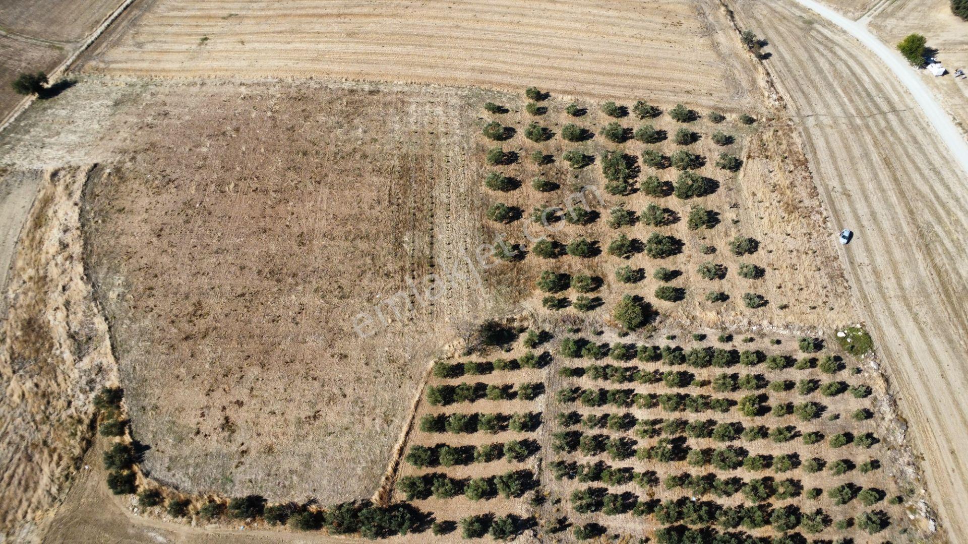 Kumkale'de 14.000 M2 İçinde Zeytin Olan Tarlamız Satılıktır — fotoğraf 24
