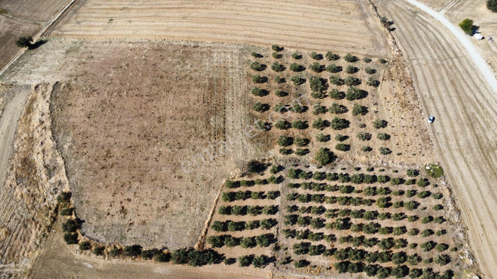 Kumkale'de 14.000 M2 İçinde Zeytin Olan Tarlamız Satılıktır — fotoğraf 25