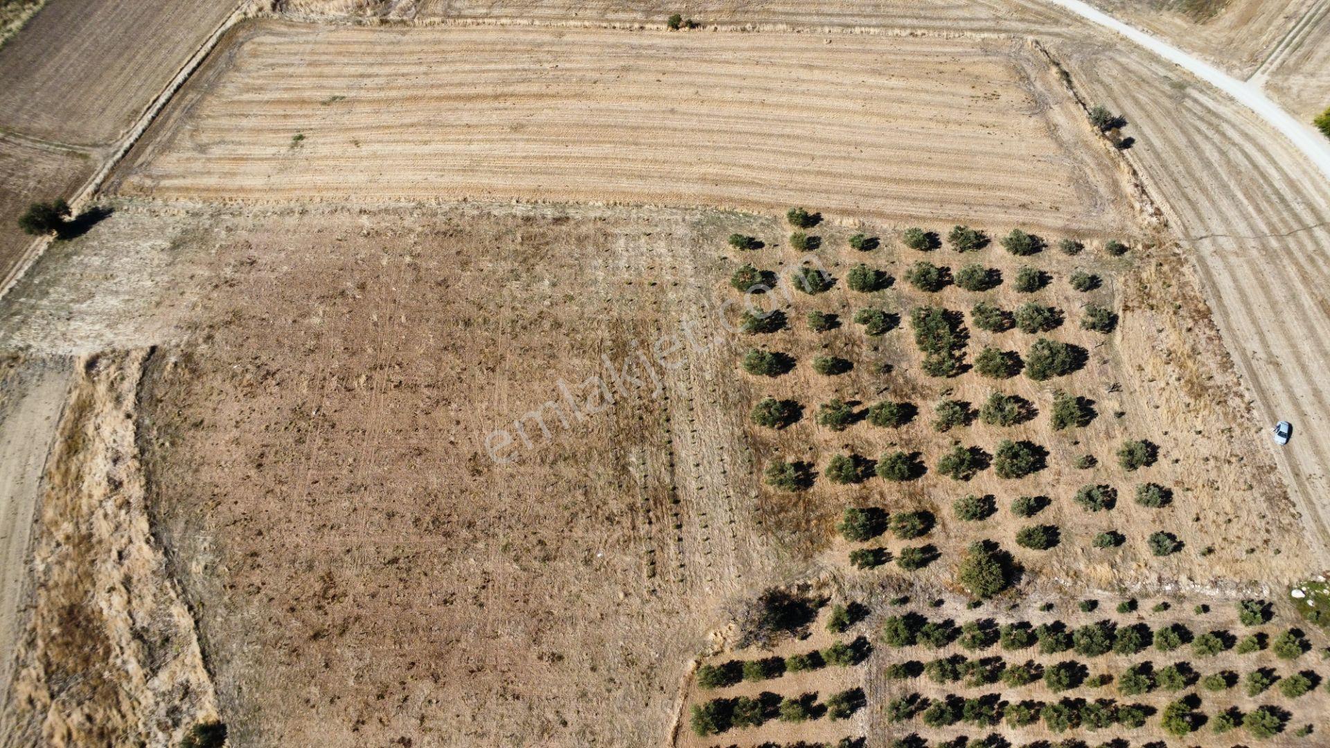 Kumkale'de 14.000 M2 İçinde Zeytin Olan Tarlamız Satılıktır — fotoğraf 26