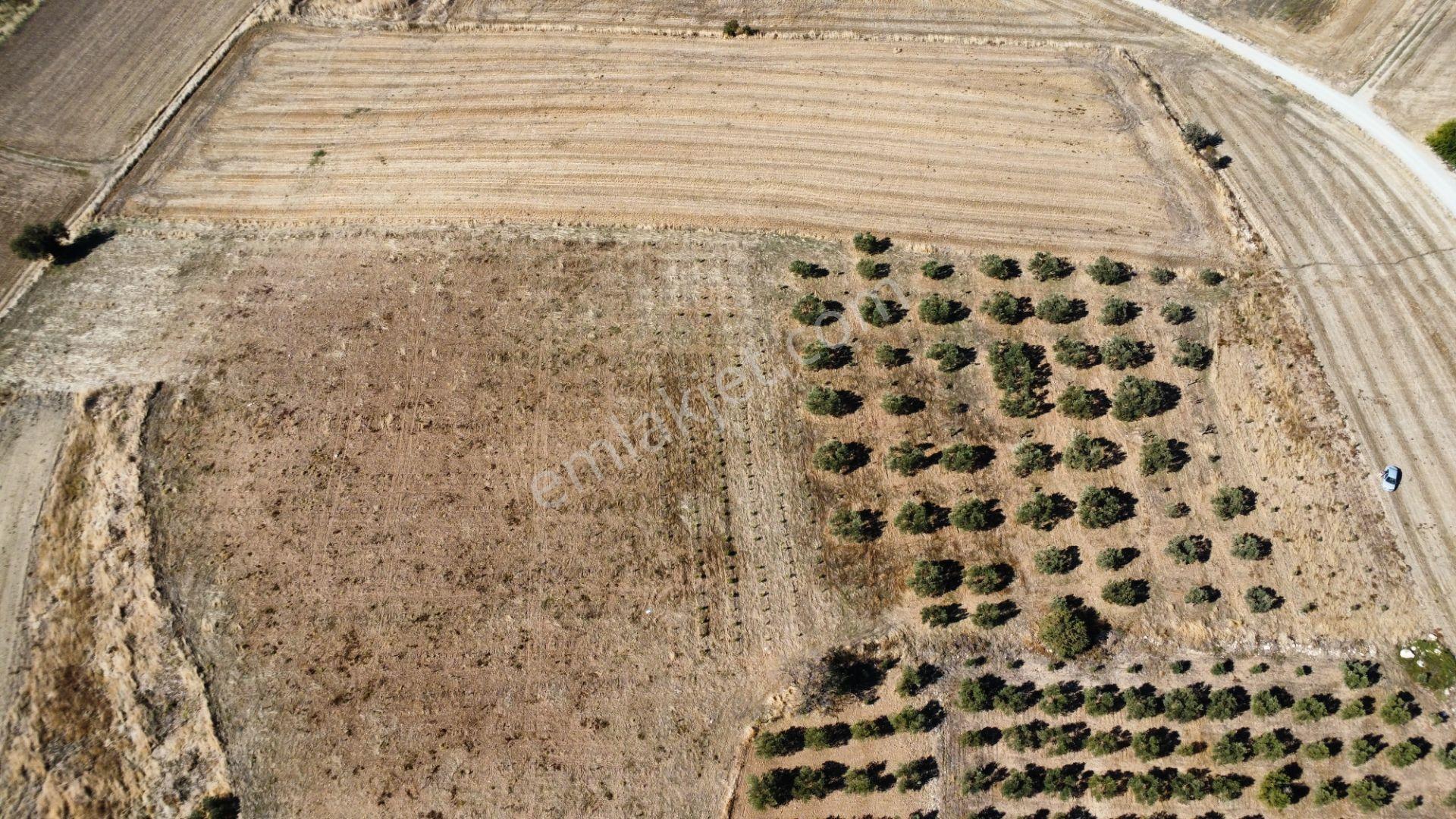 Kumkale'de 14.000 M2 İçinde Zeytin Olan Tarlamız Satılıktır — fotoğraf 27