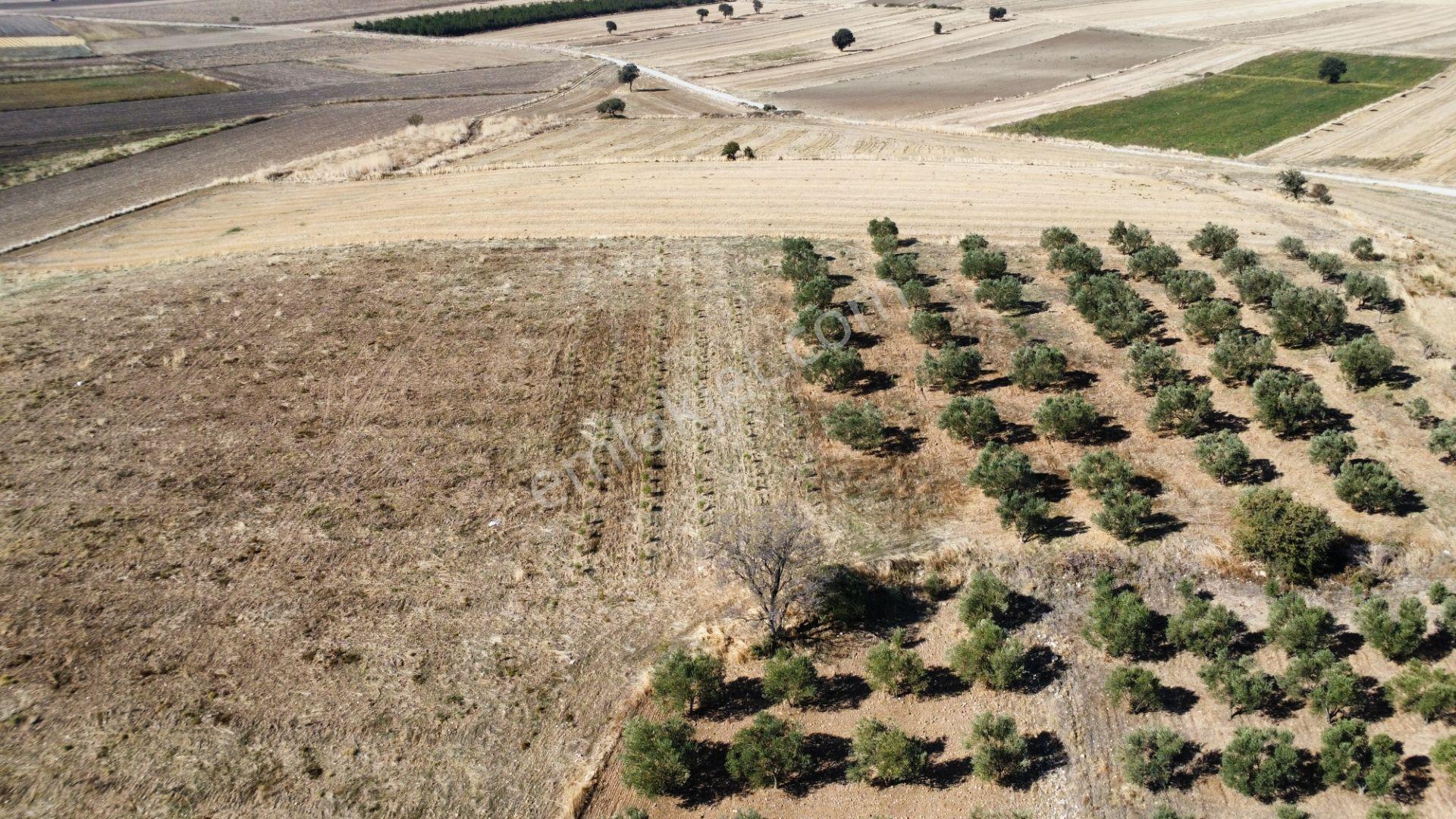 Kumkale'de 14.000 M2 İçinde Zeytin Olan Tarlamız Satılıktır — fotoğraf 28