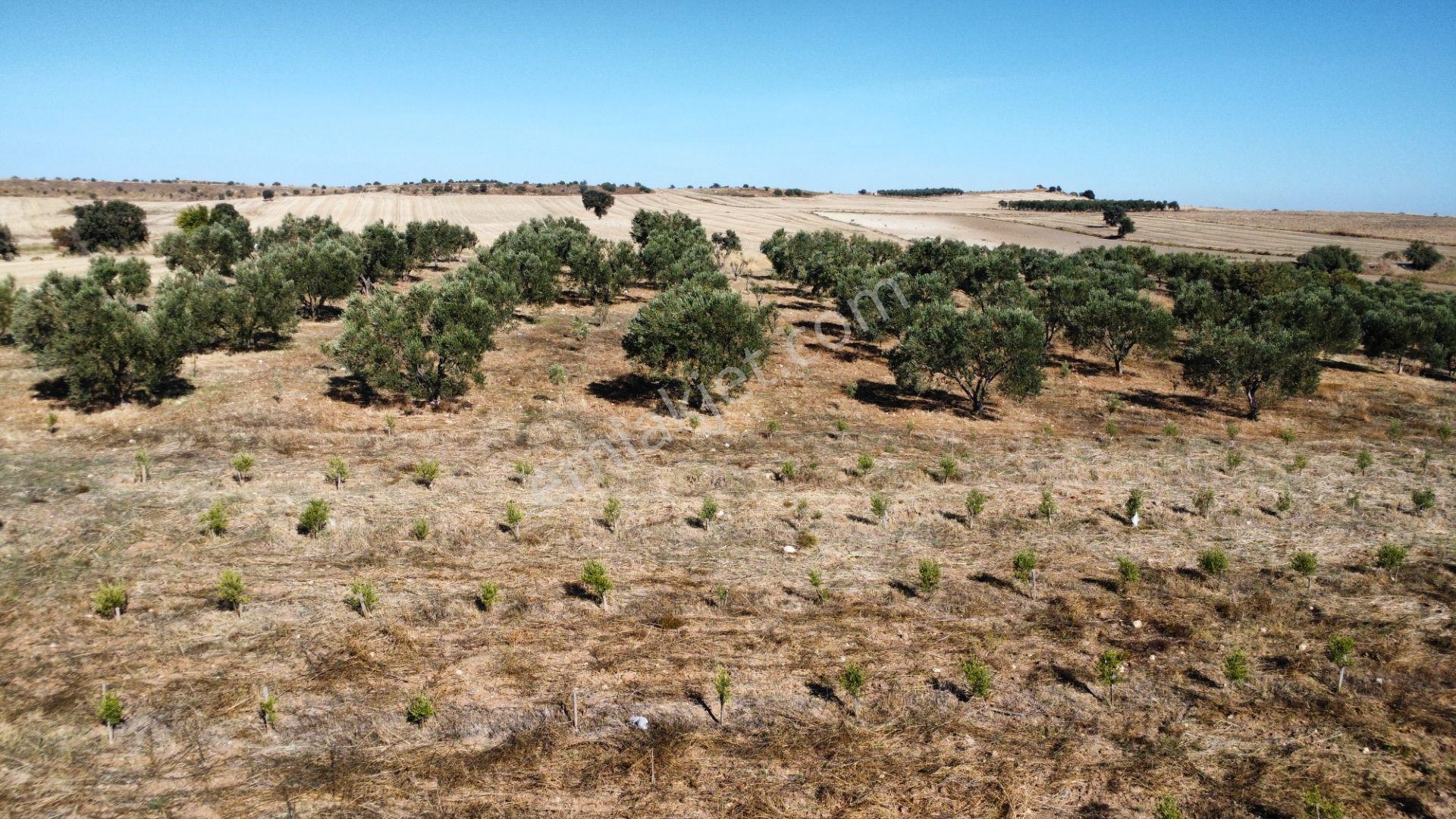 Kumkale'de 14.000 M2 İçinde Zeytin Olan Tarlamız Satılıktır — fotoğraf 29