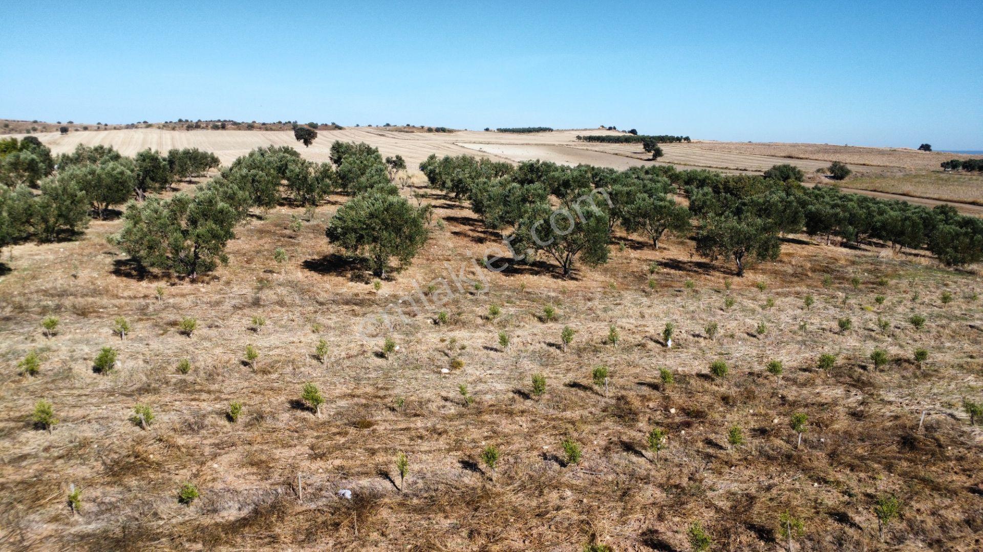 Kumkale'de 14.000 M2 İçinde Zeytin Olan Tarlamız Satılıktır — fotoğraf 30