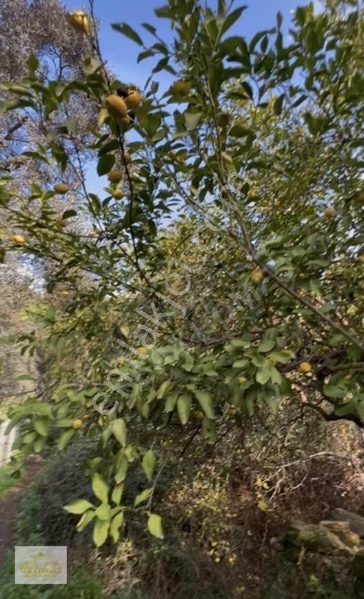 Bodrum Yoluna 37 Km Mesafede Satılık 160 M2 Nareciye Bahçesi — fotoğraf 2