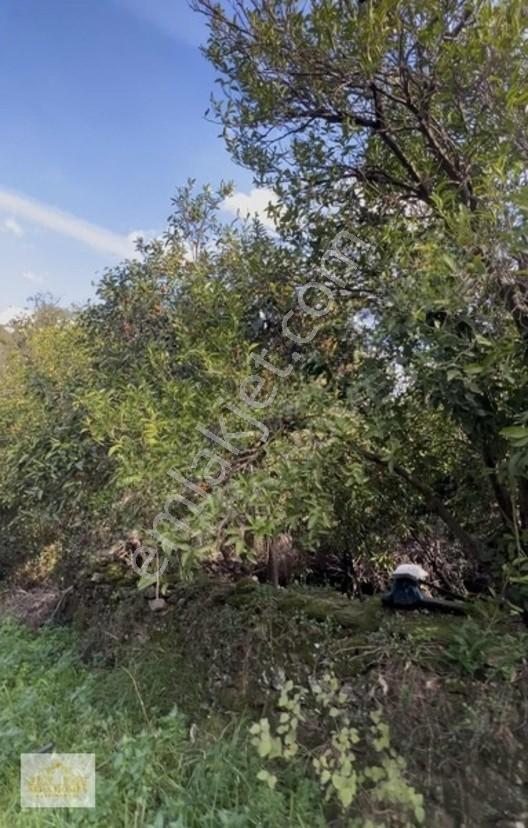 Bodrum Yoluna 37 Km Mesafede Satılık 160 M2 Nareciye Bahçesi — fotoğraf 3