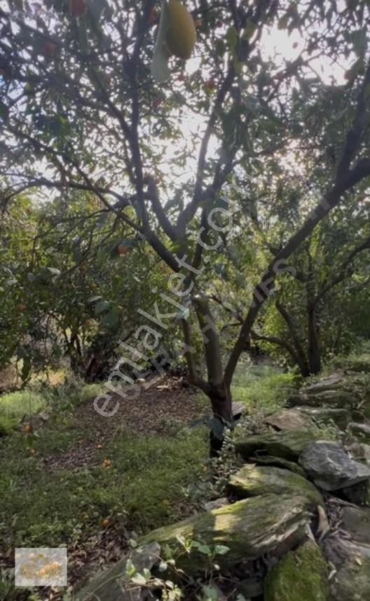Bodrum Yoluna 37 Km Mesafede Satılık 160 M2 Nareciye Bahçesi — fotoğraf 4