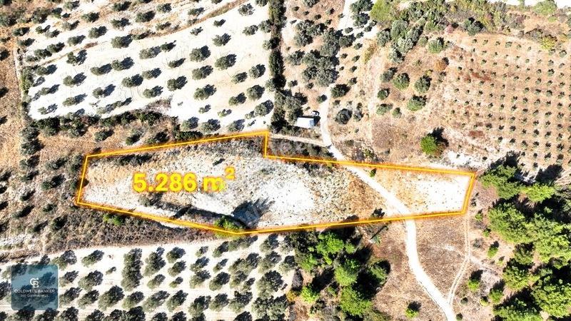 Manisa Saruhanlı Pınarbaşı Köyünde Satılık 5.286m²müstakil Tarla — fotoğraf 2