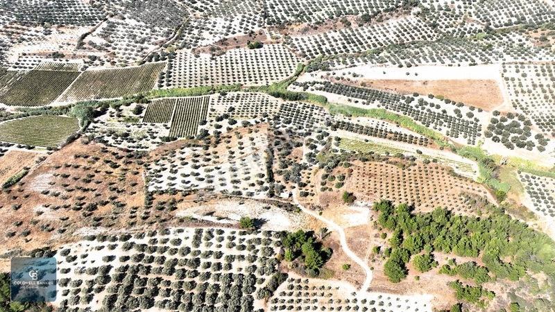 Manisa Saruhanlı Pınarbaşı Köyünde Satılık 5.286m²müstakil Tarla — fotoğraf 10