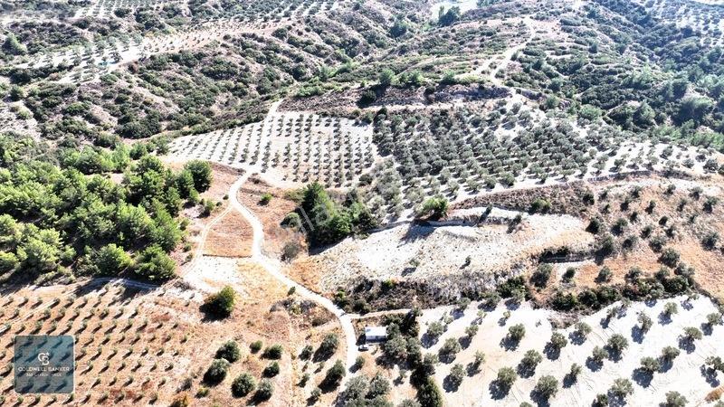 Manisa Saruhanlı Pınarbaşı Köyünde Satılık 5.286m²müstakil Tarla — fotoğraf 16