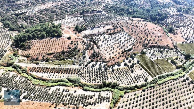 Manisa Saruhanlı Pınarbaşı Köyünde Satılık 5.286m²müstakil Tarla — fotoğraf 21