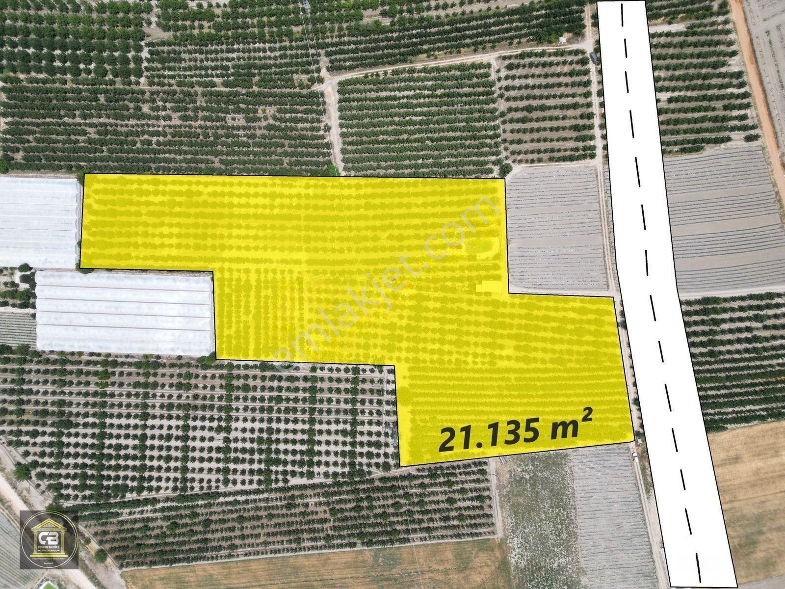 Düdenköy Mahallesinde 21.135 M² Bakımlı Elma Bahçesi Satılıktır