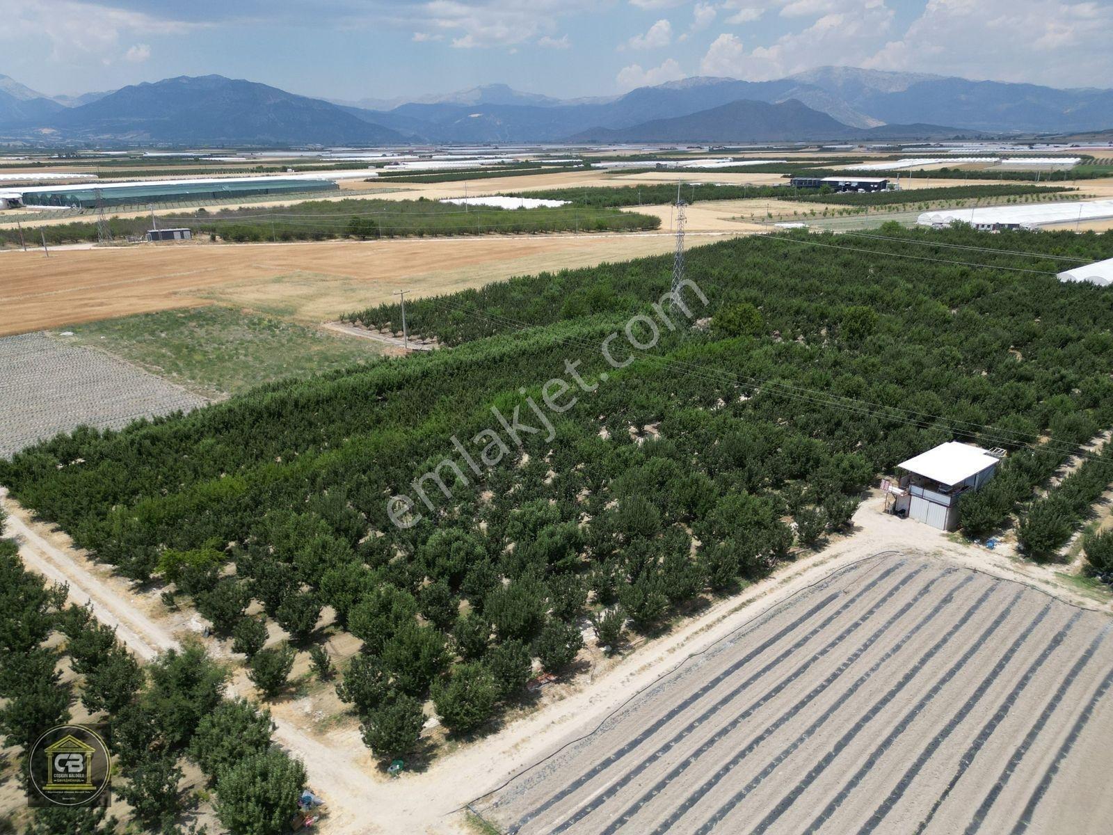 Düdenköy Mahallesinde 21.135 M² Bakımlı Elma Bahçesi Satılıktır — fotoğraf 9