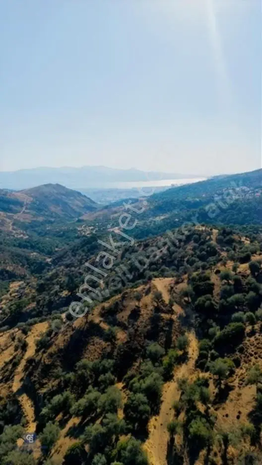 Karşıyaka'ya Yamanlarda 3781m Zeytinlik — fotoğraf 2