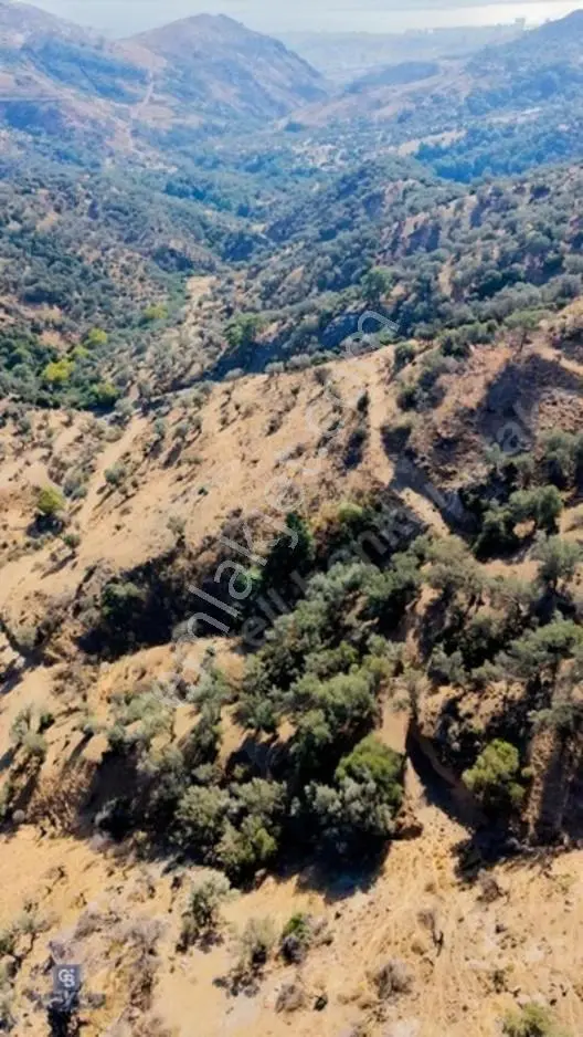 Karşıyaka'ya Yamanlarda 3781m Zeytinlik — fotoğraf 4