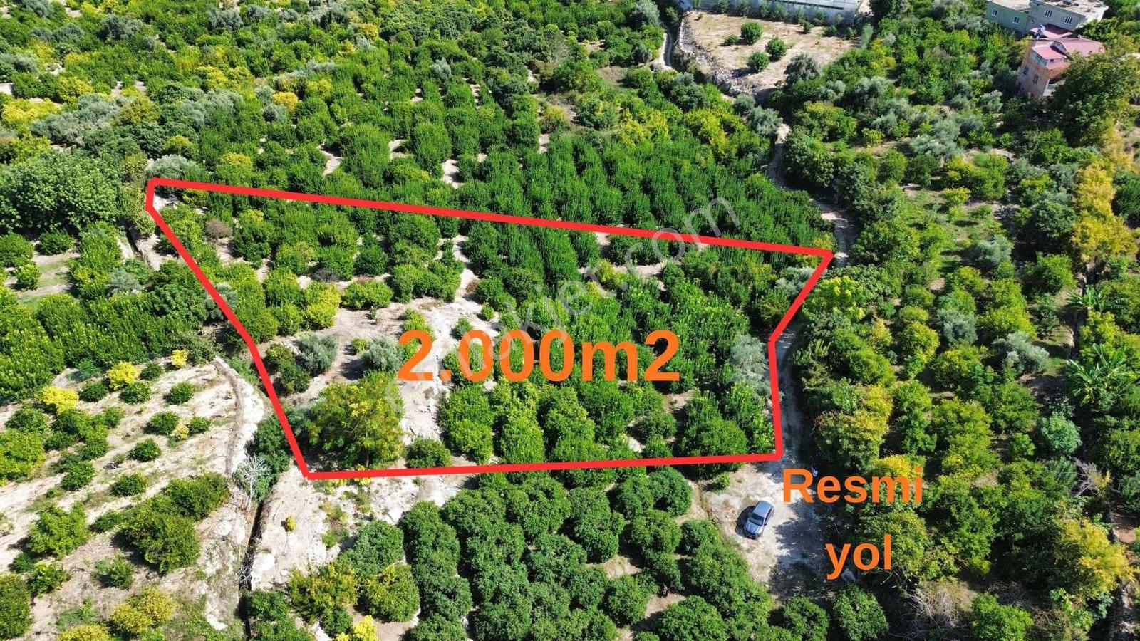 Kargıcak'ta Satılık 2.000m2 Limon Bahçesi !! — fotoğraf 2