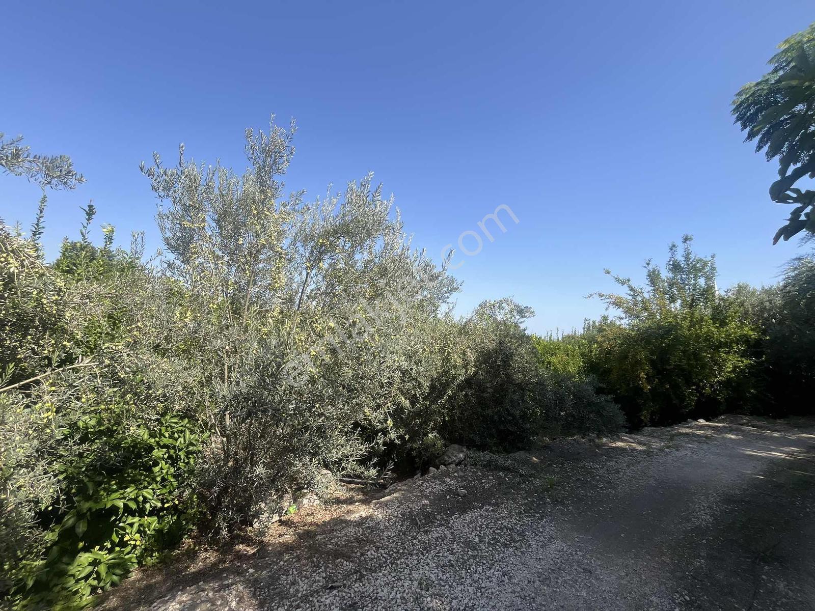 Kargıcak'ta Satılık 2.000m2 Limon Bahçesi !! — fotoğraf 4