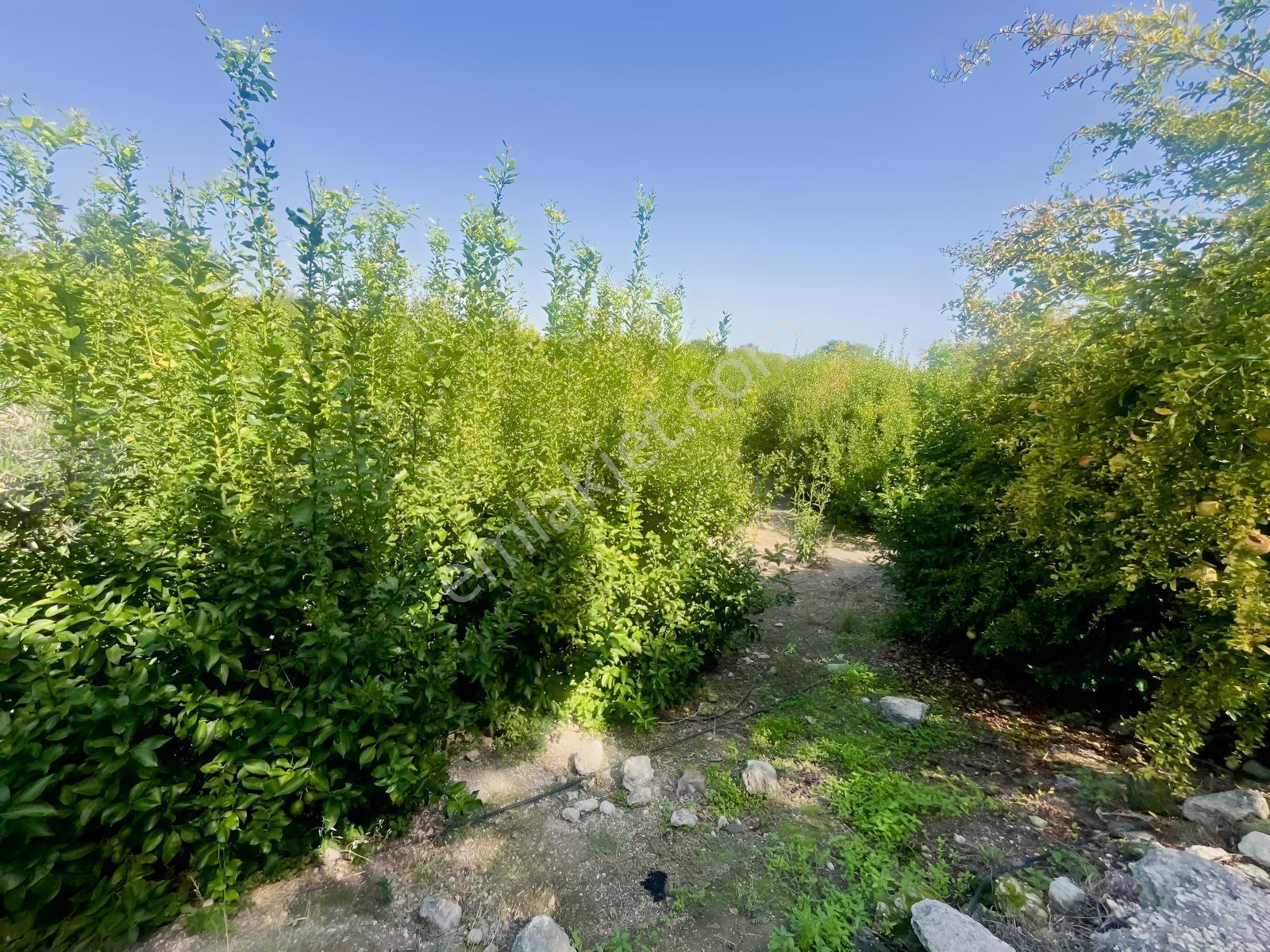 Kargıcak'ta Satılık 2.000m2 Limon Bahçesi !! — fotoğraf 5