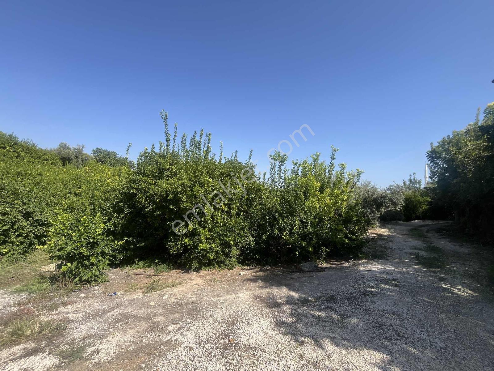 Kargıcak'ta Satılık 2.000m2 Limon Bahçesi !! — fotoğraf 6