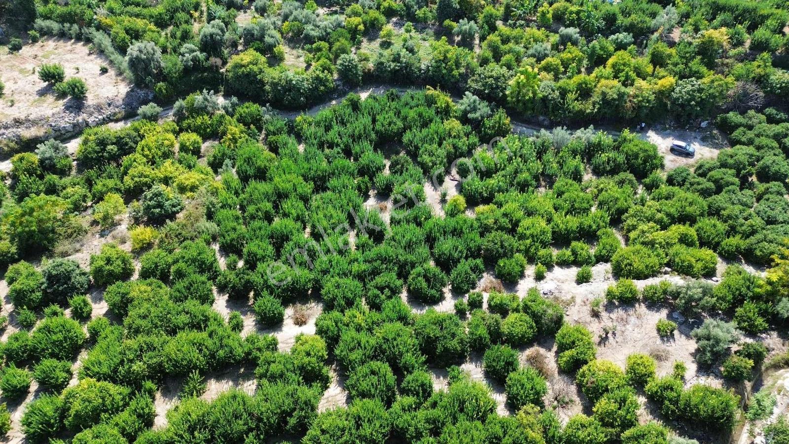 Kargıcak'ta Satılık 2.000m2 Limon Bahçesi !! — fotoğraf 8